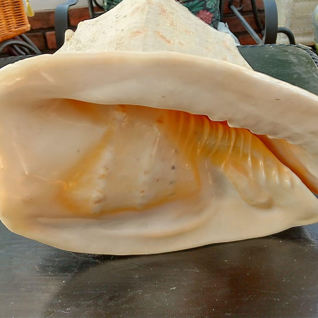 トウカムリ貝
